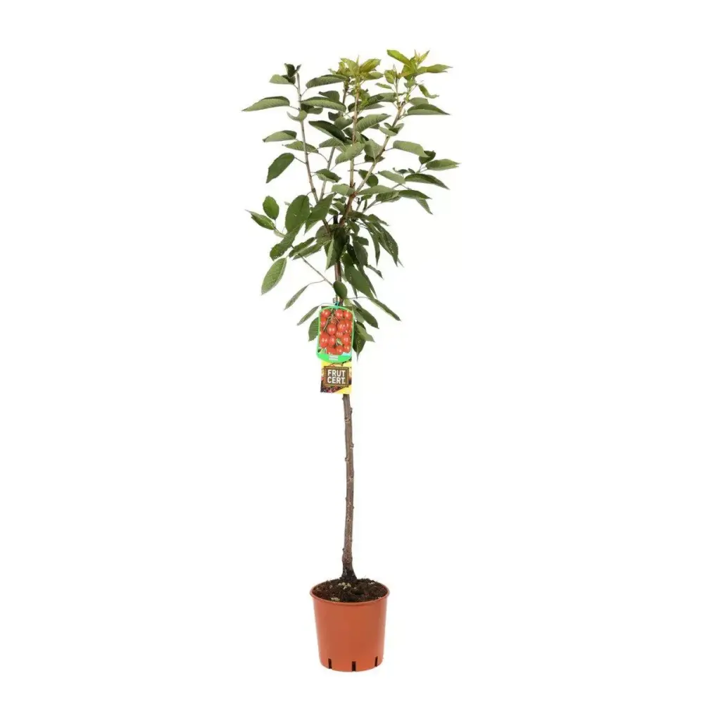 Cires (Prunus Avium) Ferrovia cu fructe dulci rosii-aprinse, 2 pe rod