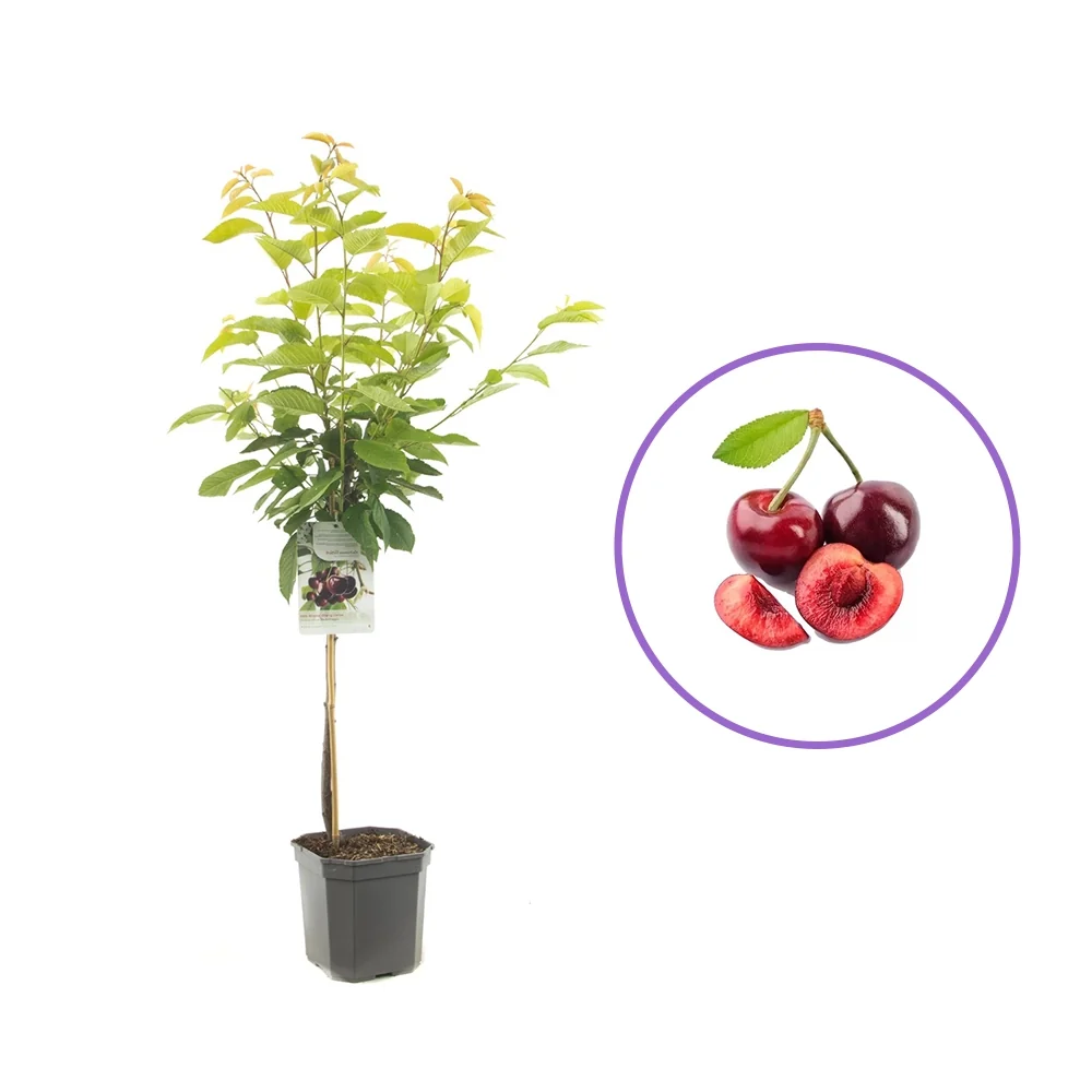 Cires (Prunus Avium) Hedelfinger cu fructe dulci rosii inchis, 2 pe rod