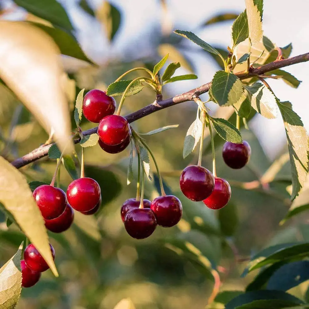 Cires (Prunus Avium) Hedelfinger cu fructe dulci rosii inchis, 2 pe rod