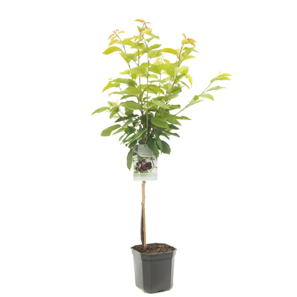Cires (Prunus Avium) Hedelfinger cu fructe dulci rosii inchis, 2 pe rod