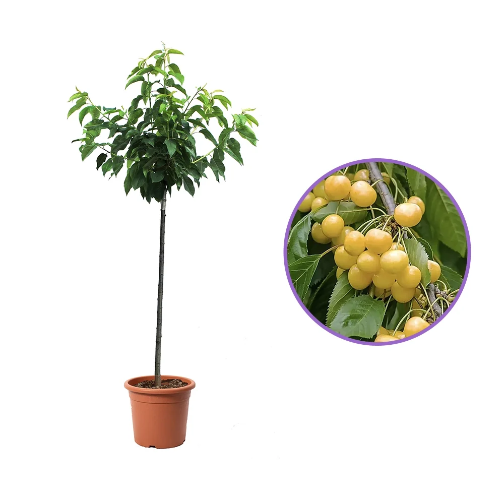 Cires (Prunus Avium) Imperiale Gialla cu fructe dulci galbene, 2 pe rod