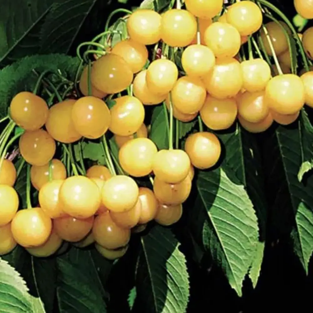 Cires (Prunus Avium) Imperiale Gialla cu fructe dulci galbene, 2 pe rod