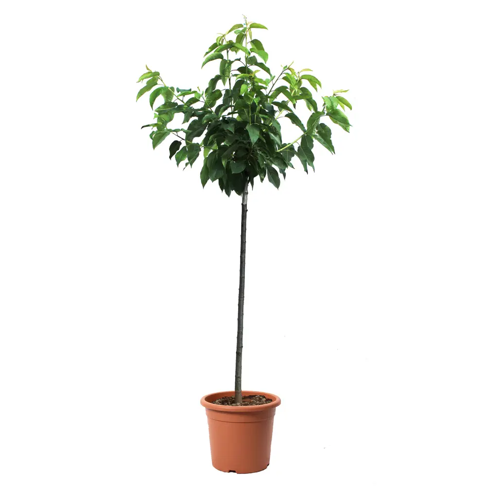 Cires (Prunus Avium) Imperiale Gialla cu fructe dulci galbene, 2 pe rod