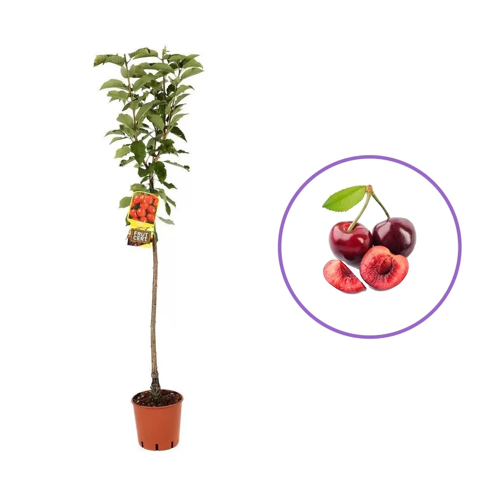 Cires (Prunus Avium) Lapins, cu fructe dulci rosii-inchis, 2 pe rod