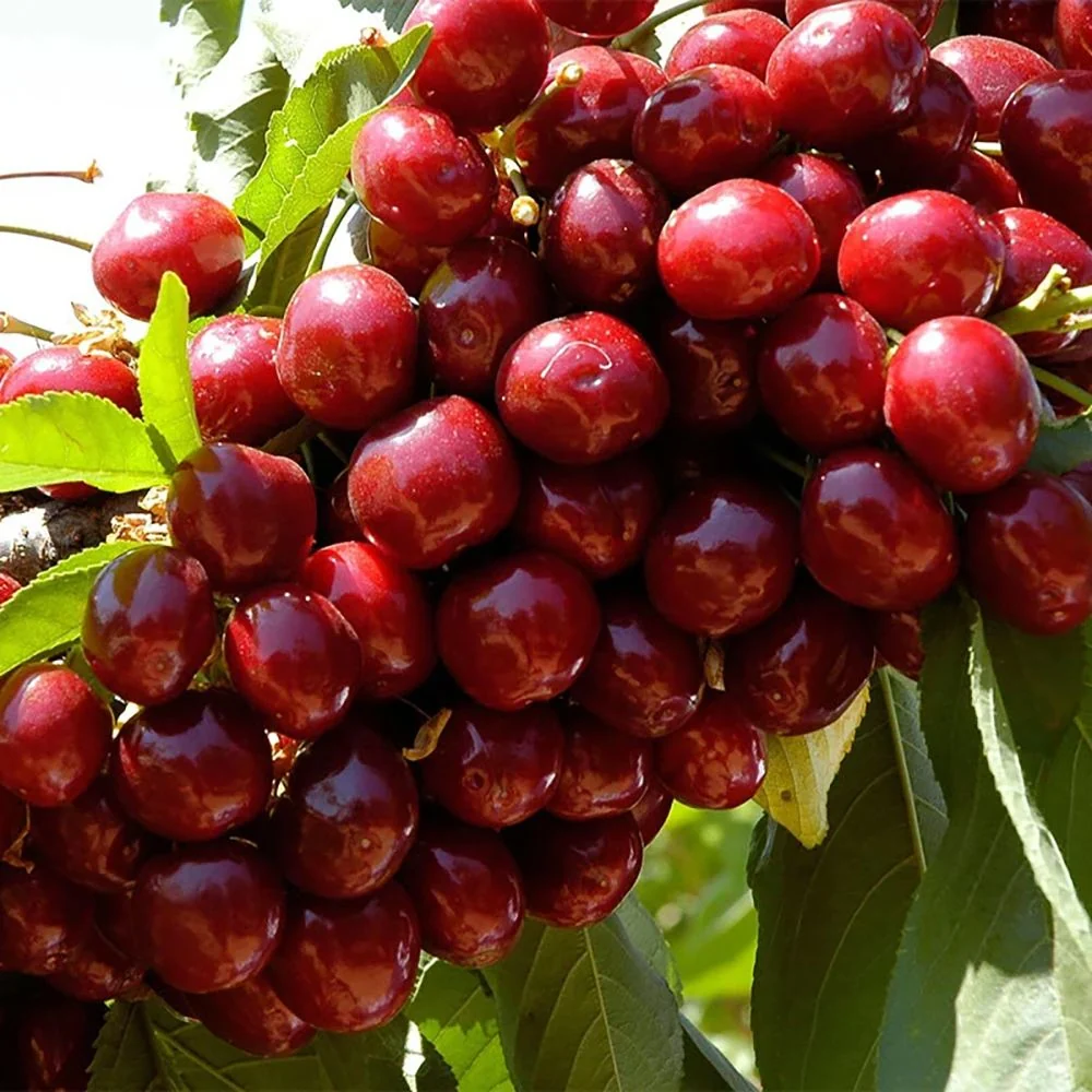 Cires (Prunus Avium) Lapins, cu fructe dulci rosii-inchis, 2 pe rod