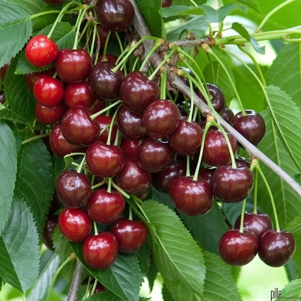 Cires (Prunus Avium) Lapins, cu fructe dulci rosii-inchis, 2 pe rod