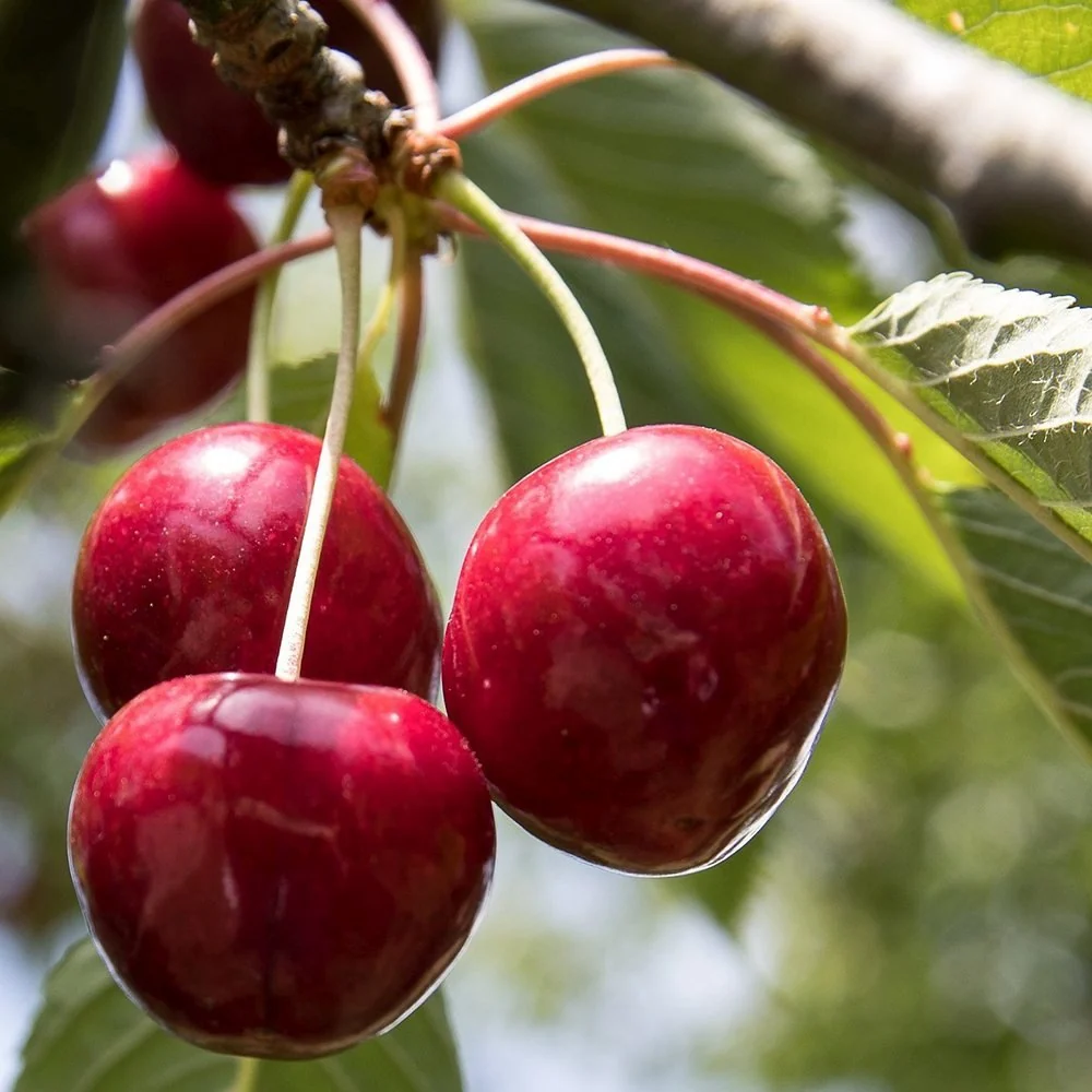 Cires (Prunus Avium) Lapins, cu fructe dulci rosii-inchis, 2 pe rod