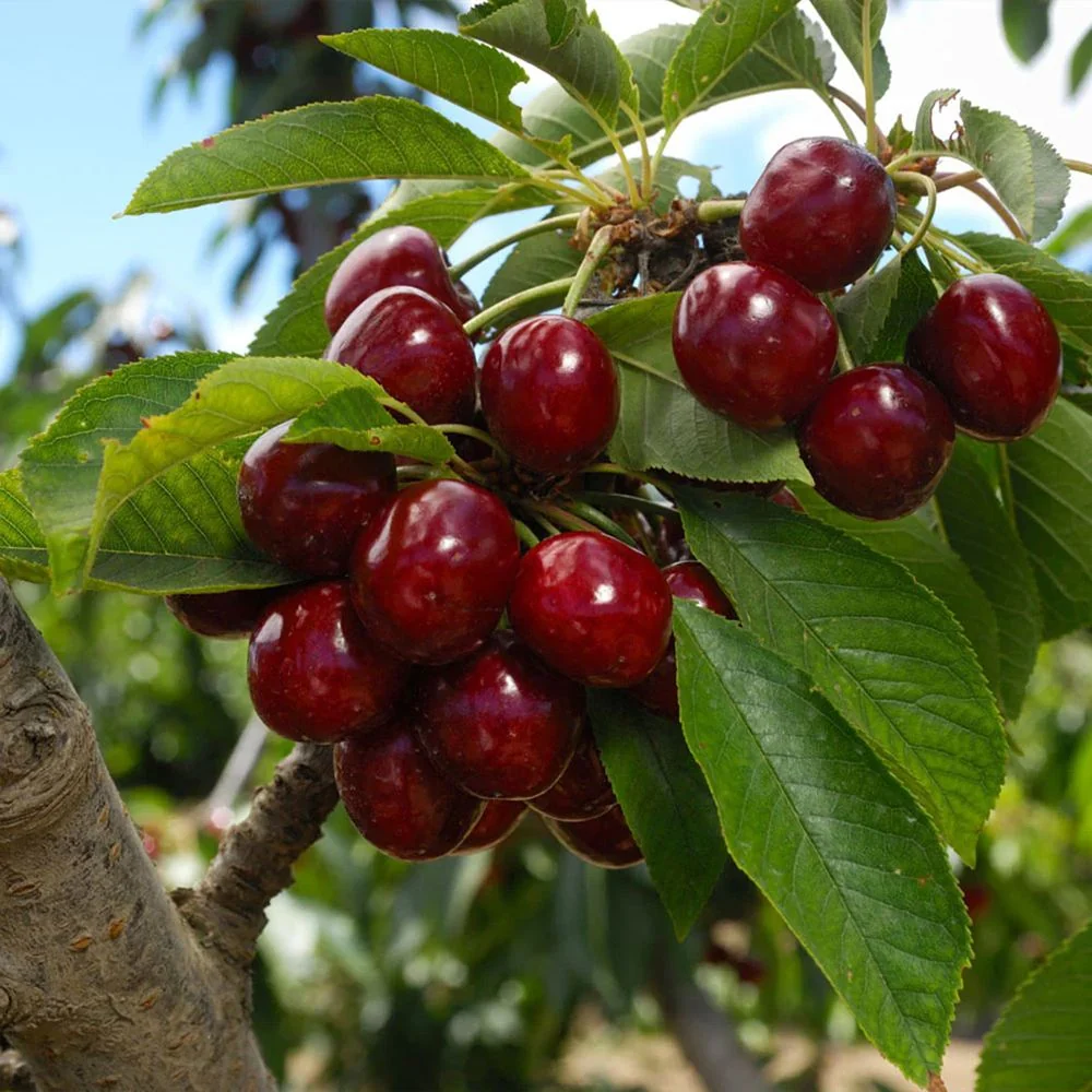 Cires (Prunus Avium) Lapins, cu fructe dulci rosii-inchis, 2 pe rod