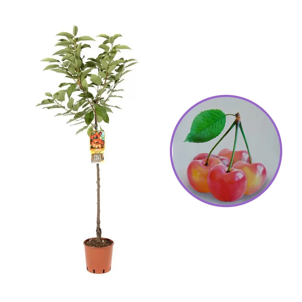 Cires (Prunus Avium) Napoleon cu fructe dulci galbene-rosii, 2 pe rod