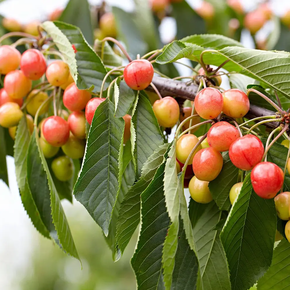 Cires (Prunus Avium) Napoleon cu fructe dulci galbene-rosii, 2 pe rod