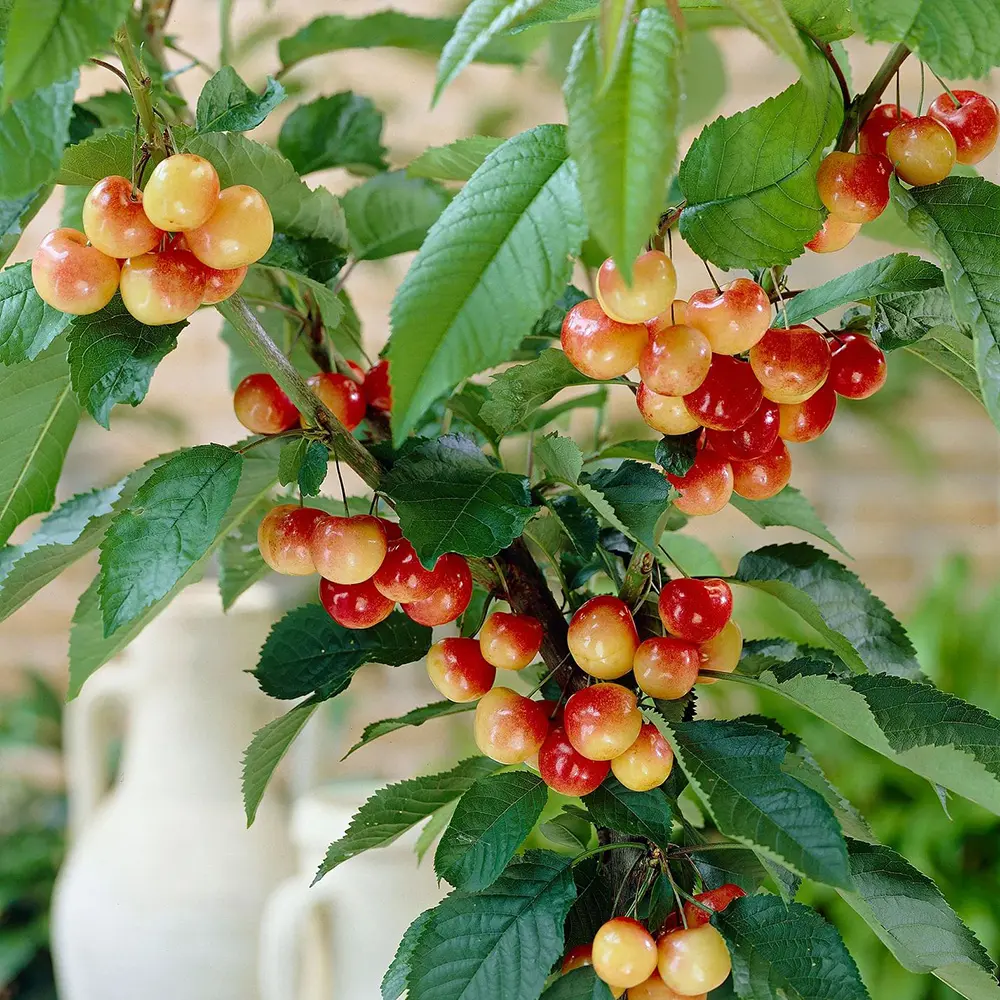 Cires (Prunus Avium) Napoleon cu fructe dulci galbene-rosii, 2 pe rod