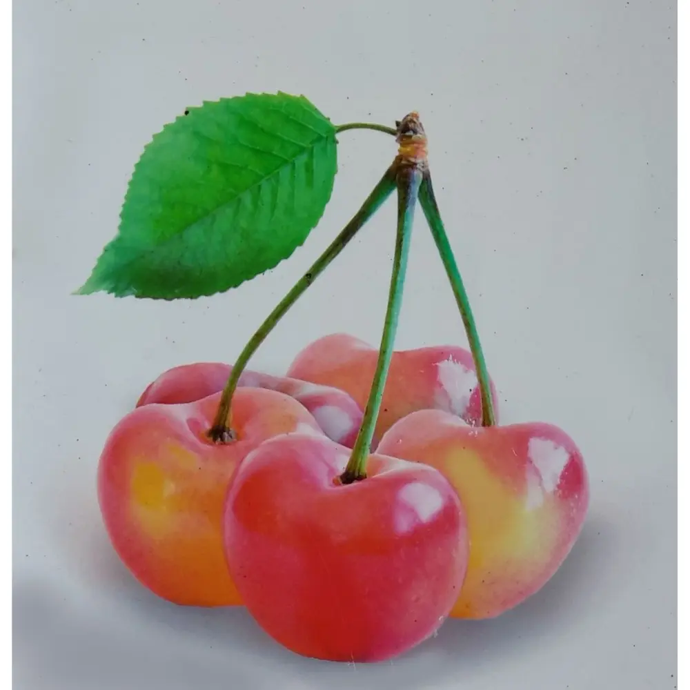 Cires (Prunus Avium) Napoleon cu fructe dulci galbene-rosii, 2 pe rod