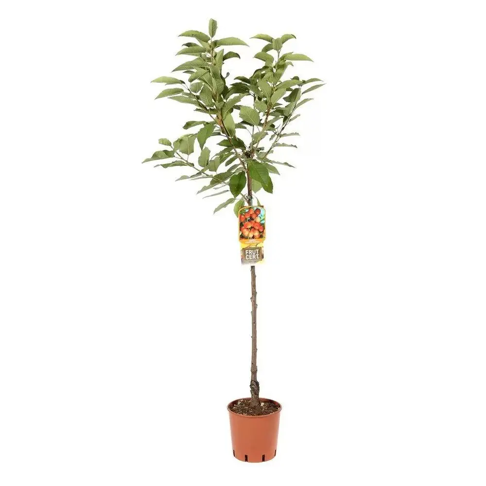 Cires (Prunus Avium) Napoleon cu fructe dulci galbene-rosii, 2 pe rod