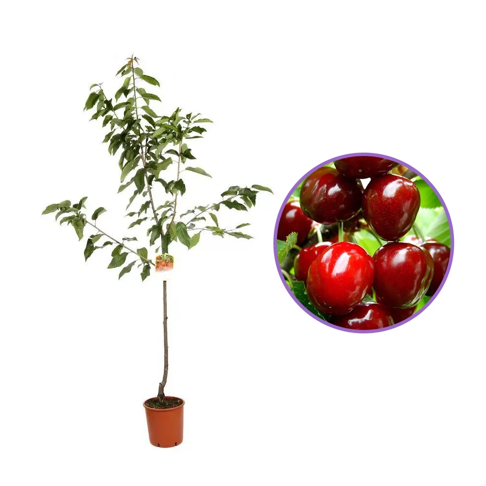 Cires (Prunus Avium) New Star cu fructe dulci rosii, 2 pe rod