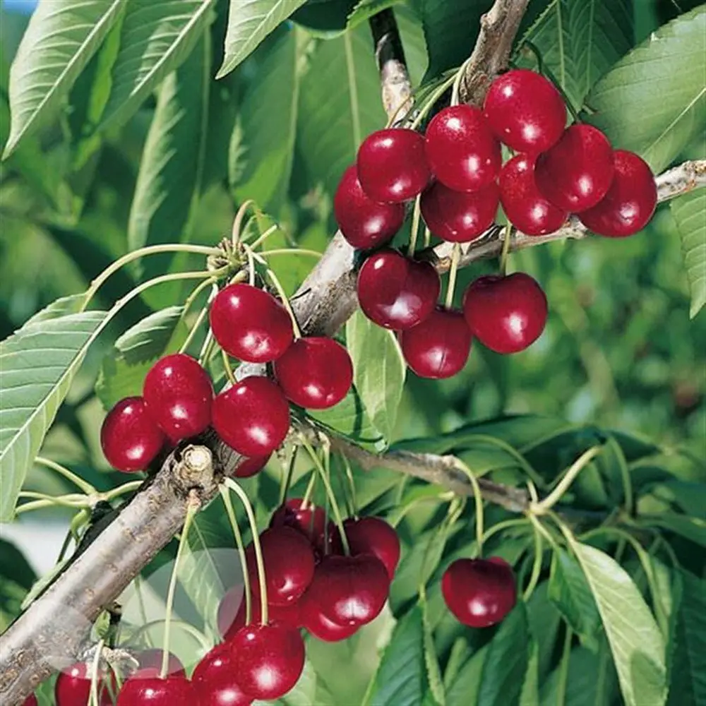 Cires (Prunus Avium) New Star cu fructe dulci rosii, 2 pe rod