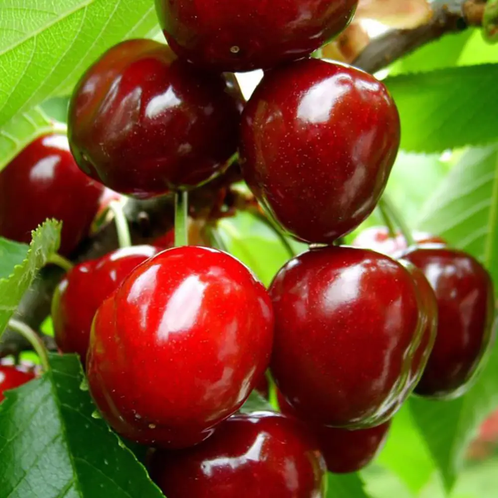 Cires (Prunus Avium) New Star cu fructe dulci rosii, 2 pe rod