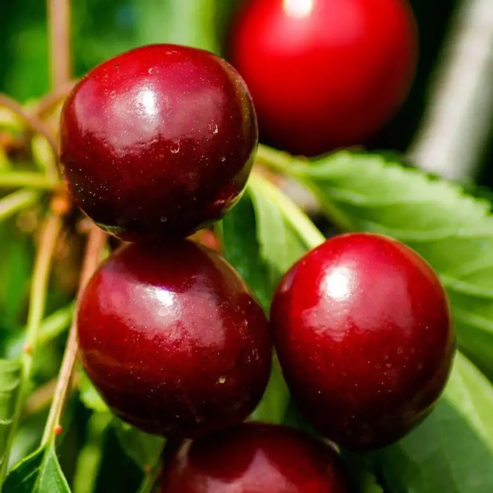 Cires (Prunus Avium) New Star cu fructe dulci rosii, 2 pe rod