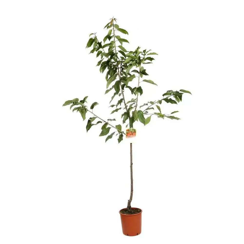 Cires (Prunus Avium) New Star cu fructe dulci rosii, 2 pe rod