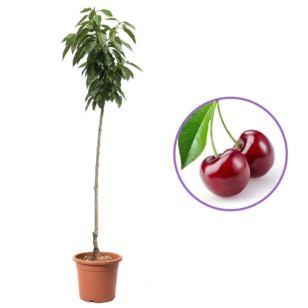 Cires (Prunus Avium) Sweet Heart cu fructe dulci rosii inchis, 2 pe rod