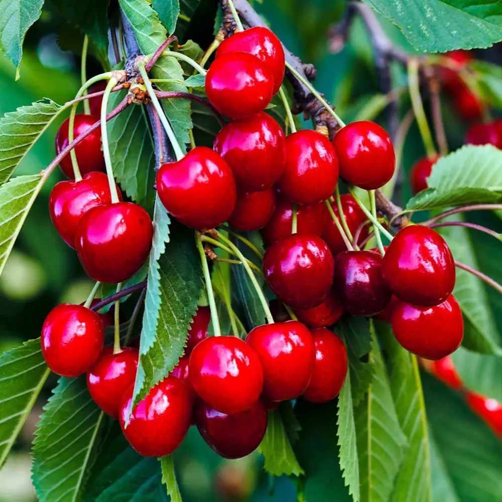 Cires (Prunus Avium) Sweet Heart cu fructe dulci rosii inchis, 2 pe rod