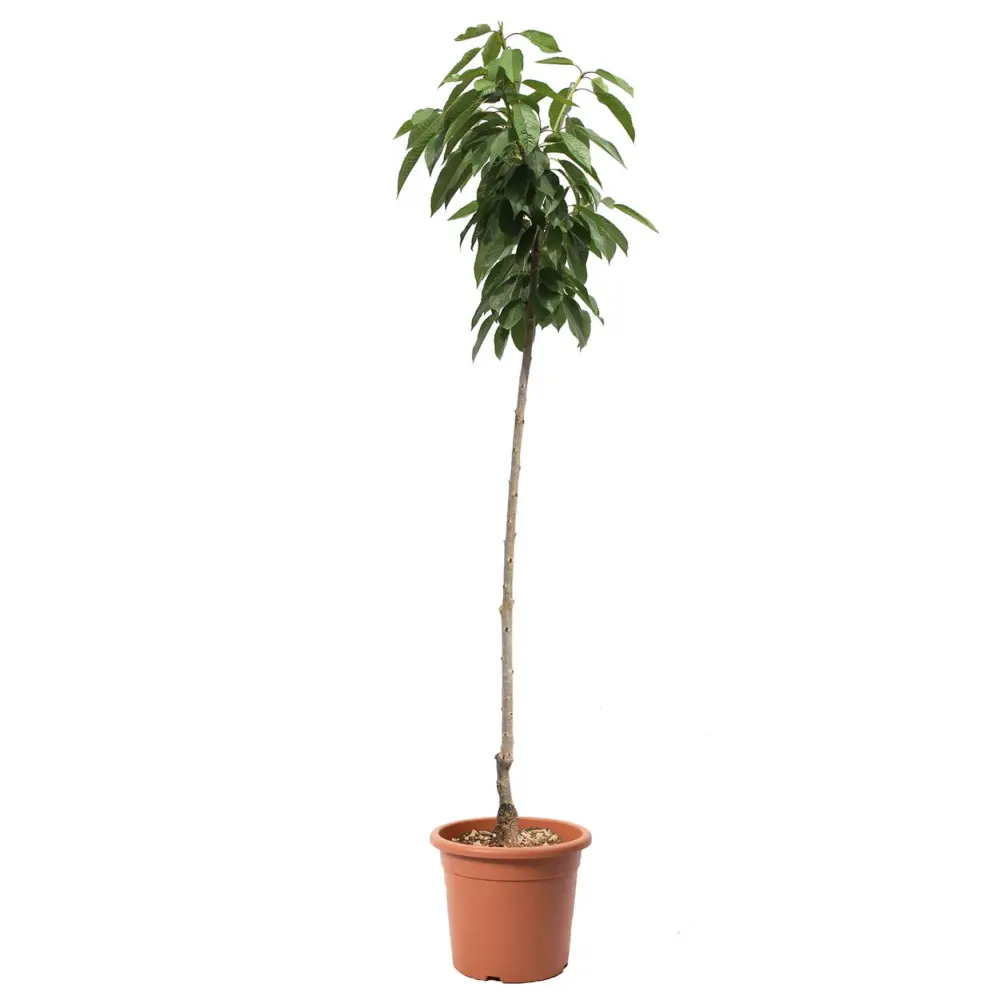 Cires (Prunus Avium) Sweet Heart cu fructe dulci rosii inchis, 2 pe rod