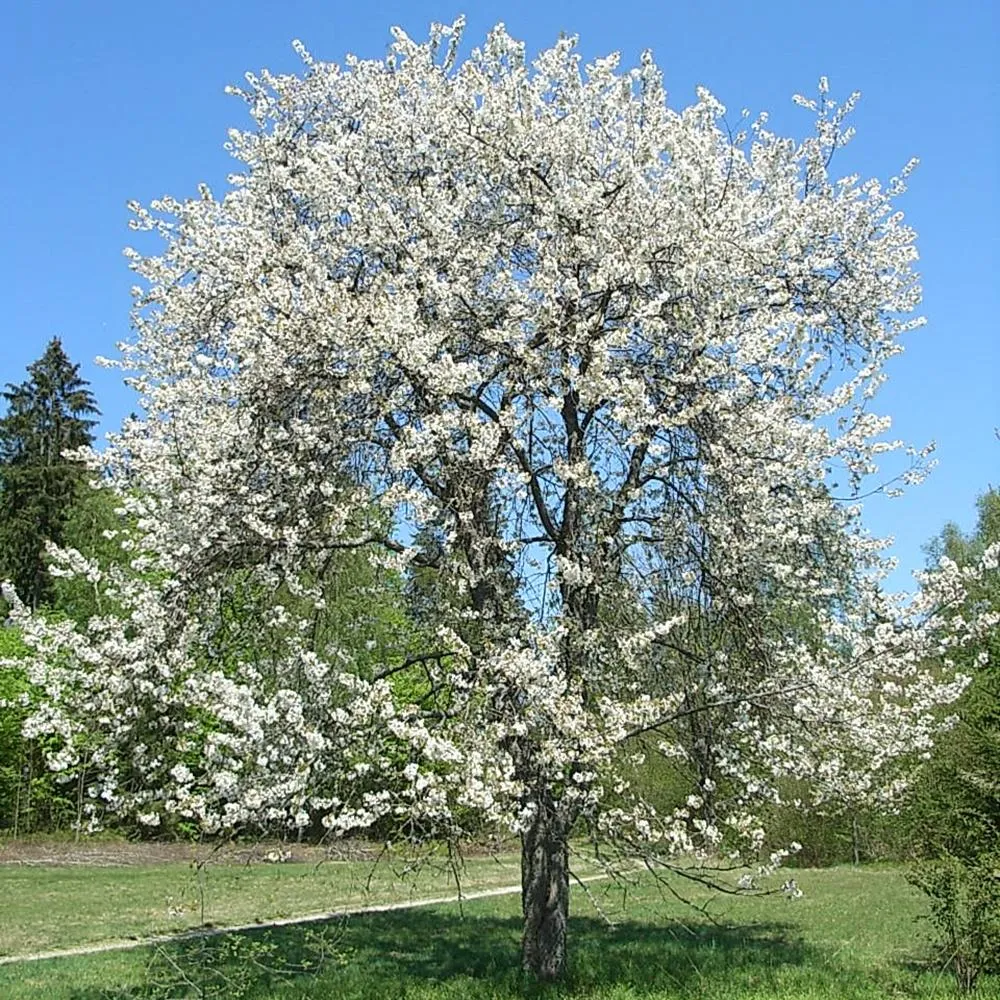 Cires Regina