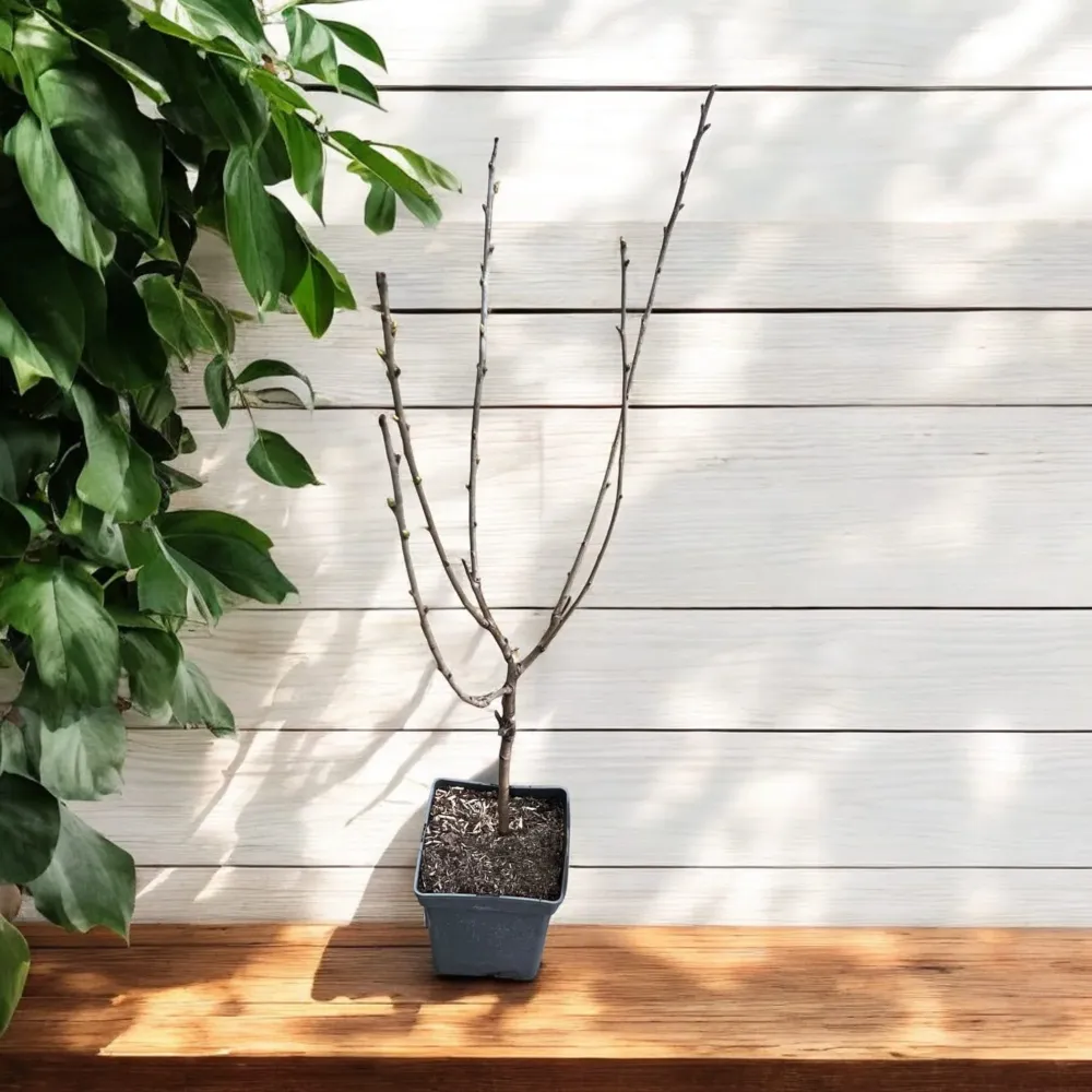 Cires ‘Van’ ghiveci - Prunus avium 'Van' - coroana formata, H100 cm
