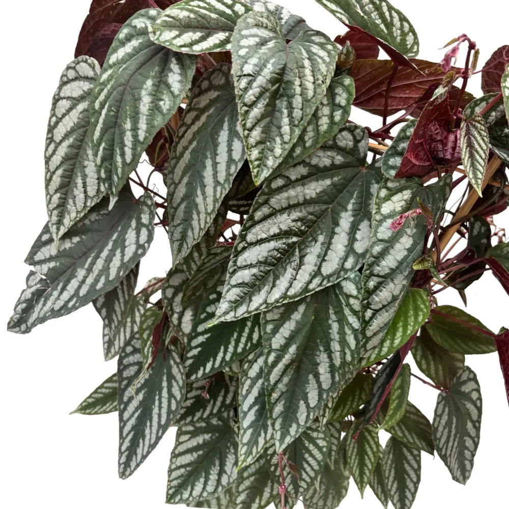 Cissus discolor - exemplare XL 2pp