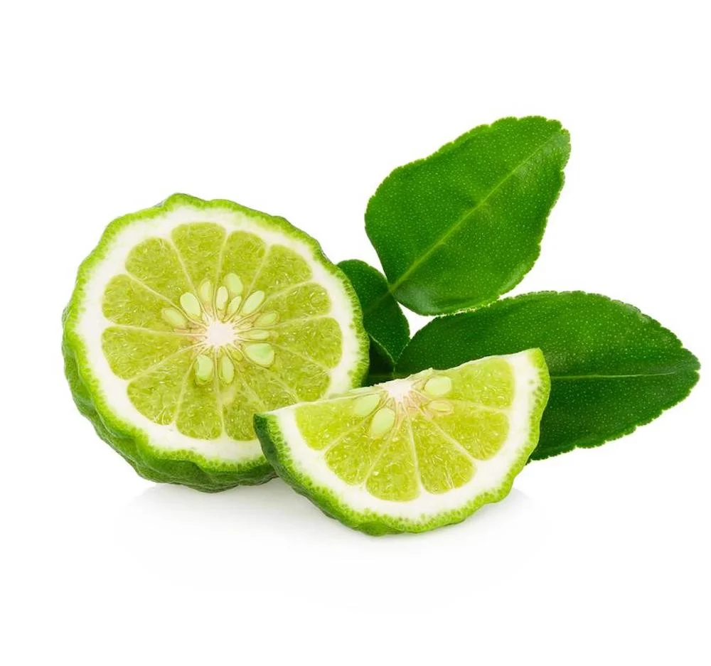 Citrus hystrix (Makrut lime) - exemplare tinere