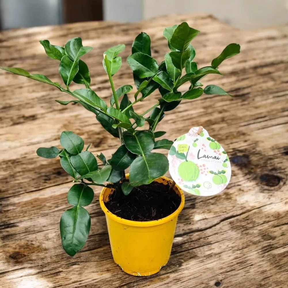 Citrus hystrix (Makrut Lime) - frunze si fructe comestibile