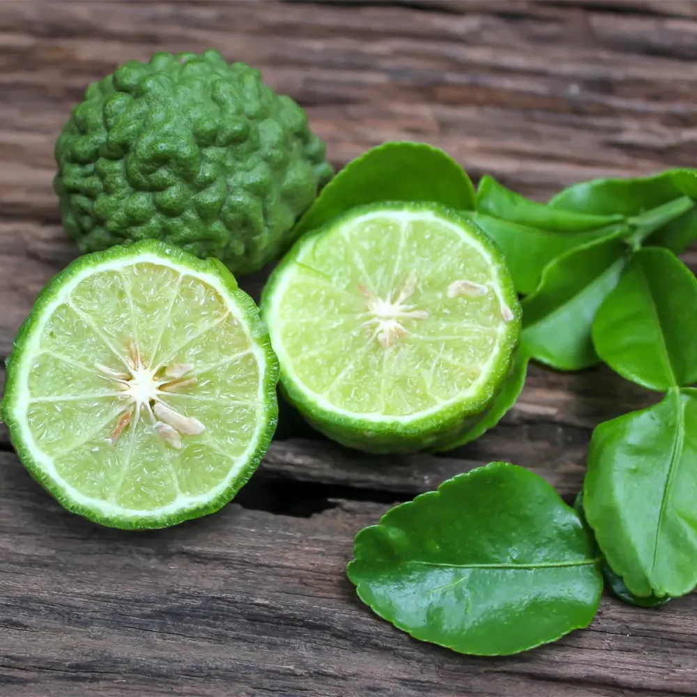 Citrus hystrix (Makrut Lime) - frunze si fructe comestibile