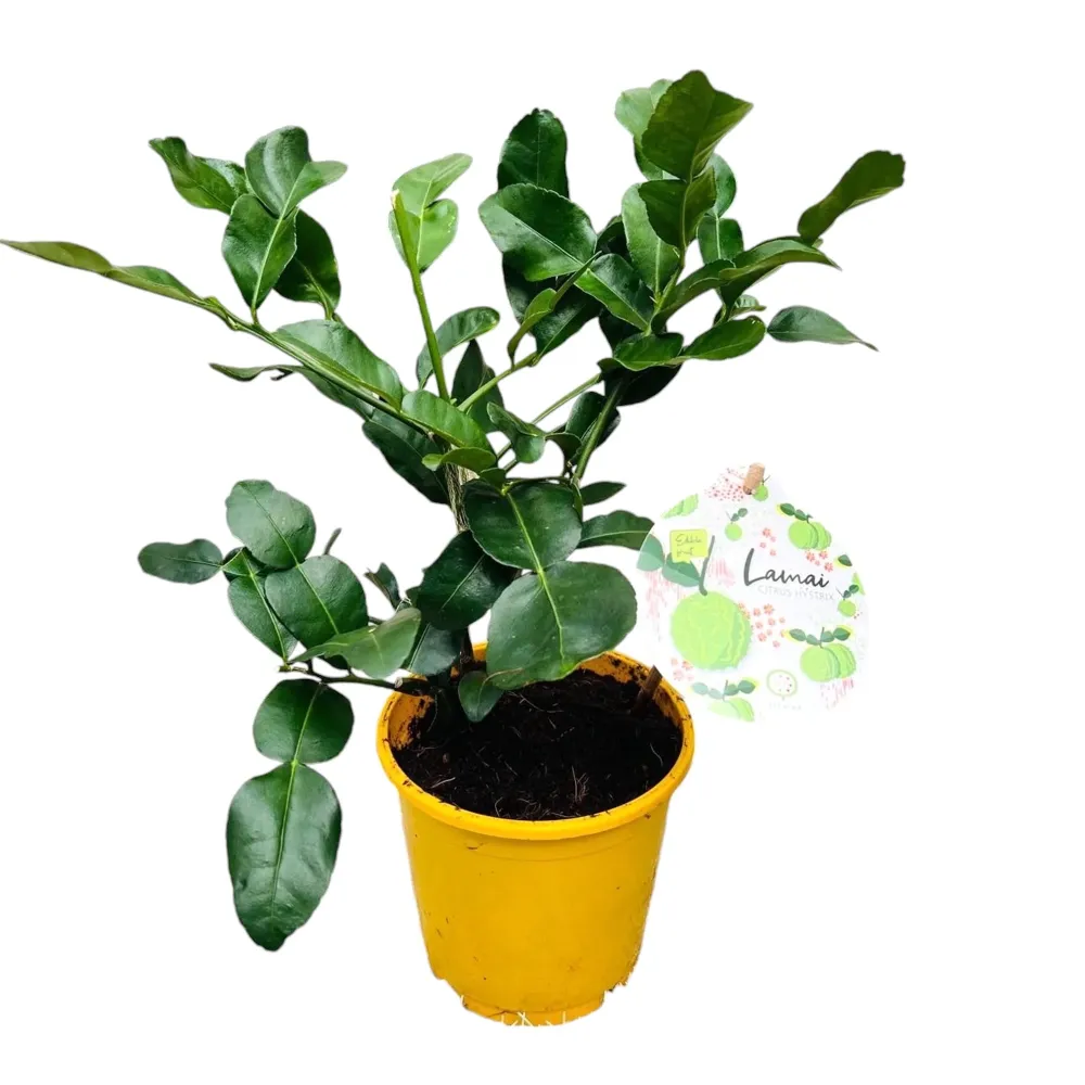 Citrus hystrix (Makrut Lime) - frunze si fructe comestibile