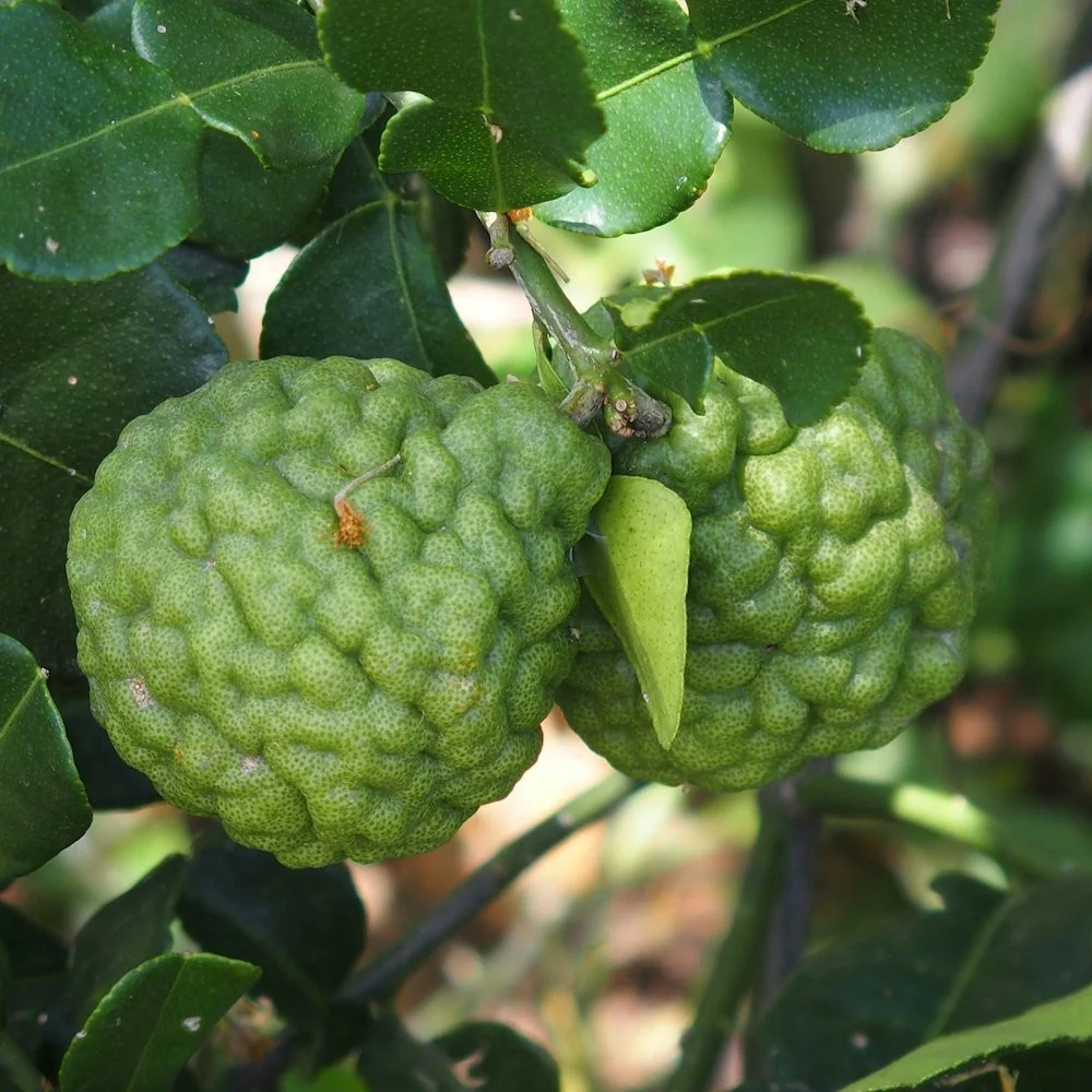 Citrus hystrix (Makrut Lime) - frunze si fructe comestibile