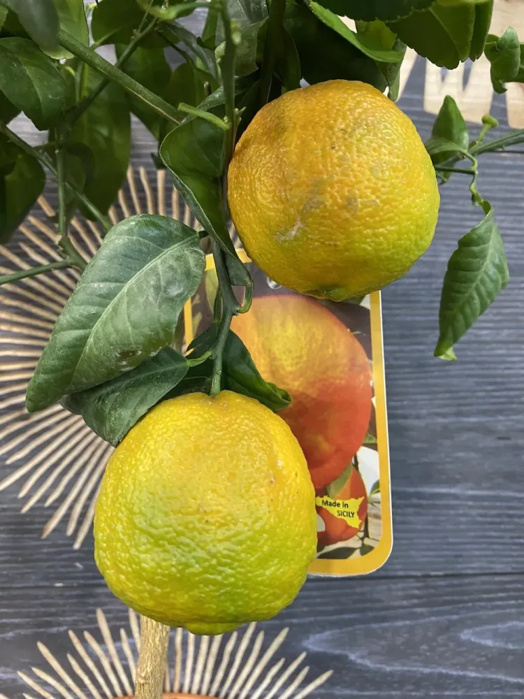 Citrus Limetta Rosa