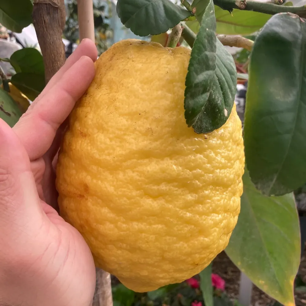 Citrus medica 'Maxima' (Cedo, Citron, Lamai Uriase)
