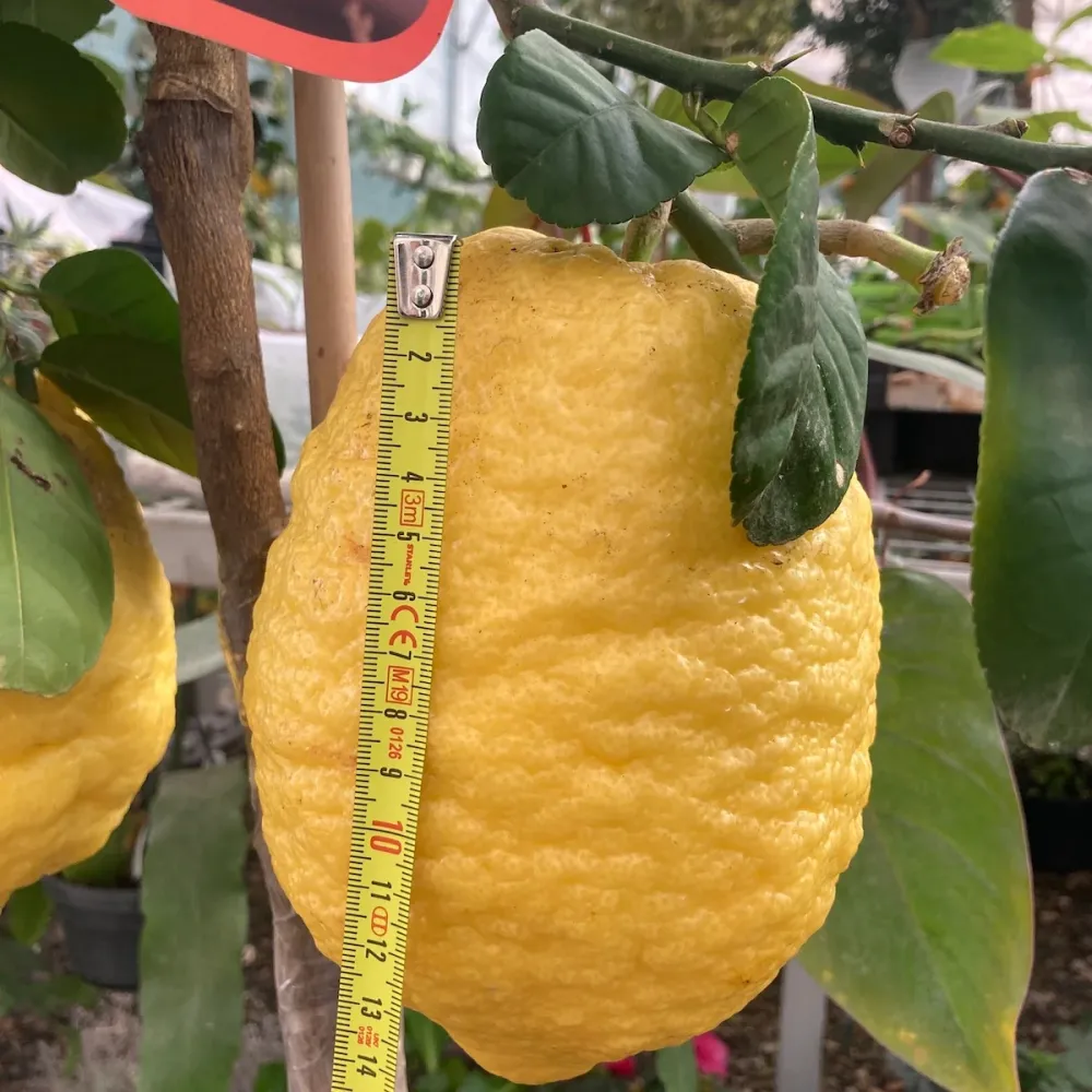 Citrus medica 'Maxima' (Cedo, Citron, Lamai Uriase)