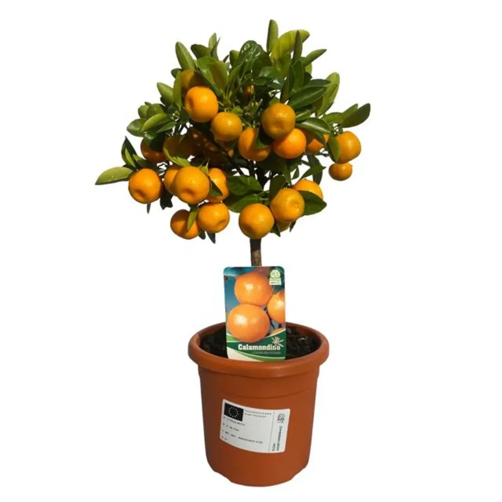 Citrus microcarpa - Calamondin (Calamasi) pe picior H45 cm