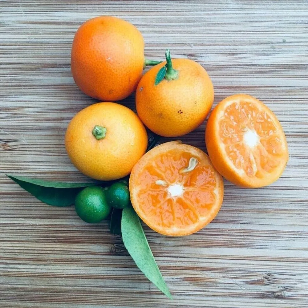 Citrus microcarpa - Calamondin (Calamasi) pe picior H45 cm