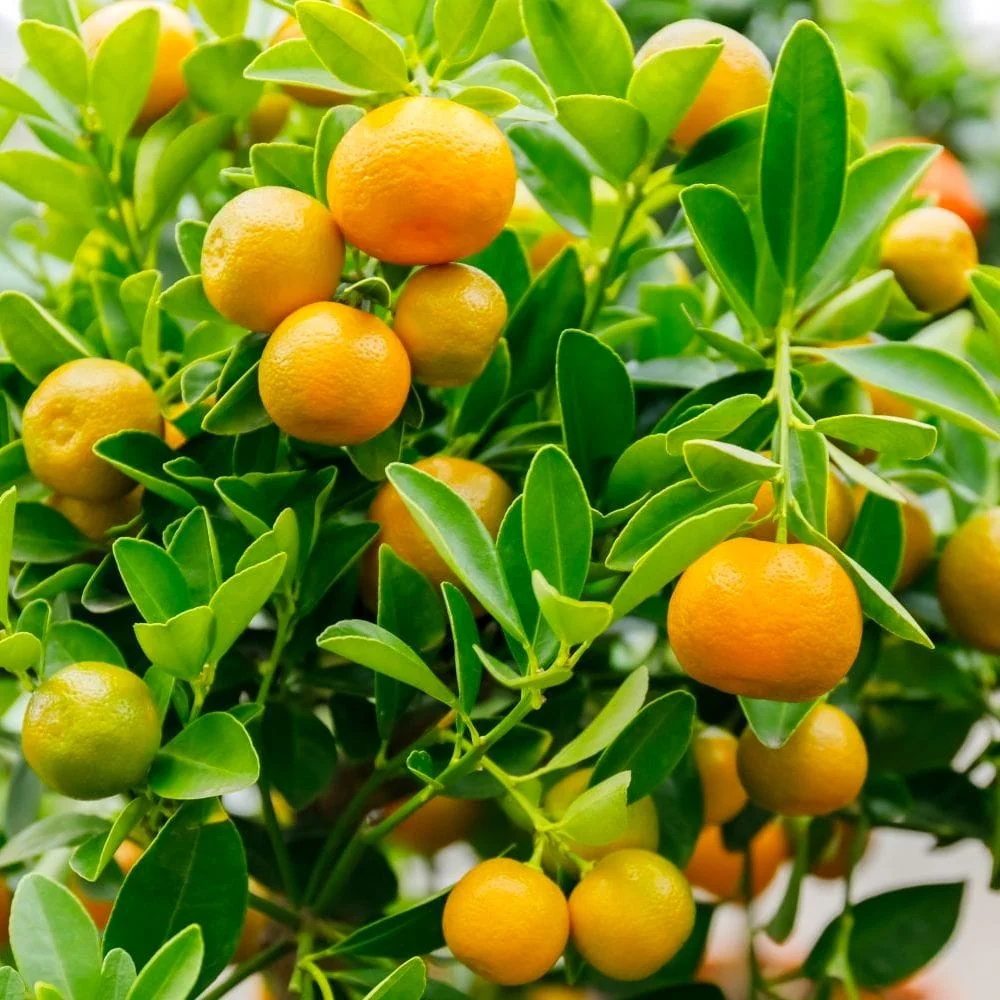 Citrus microcarpa - Calamondin (Calamasi) pe picior H45 cm