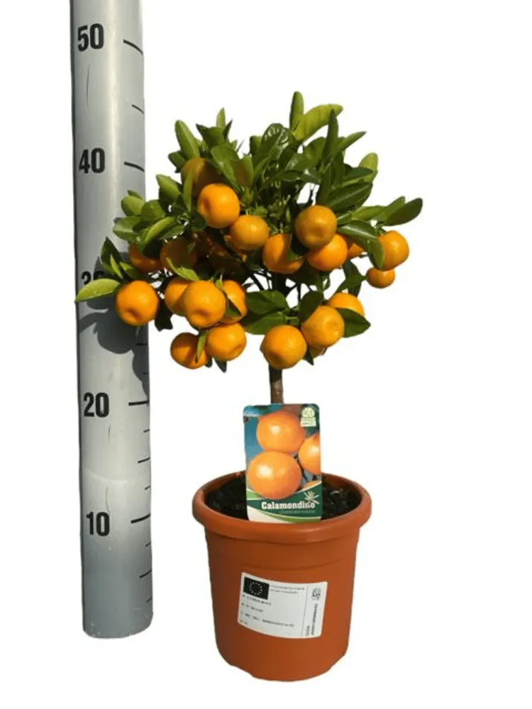 Citrus microcarpa - Calamondin (Calamasi) pe picior H45 cm