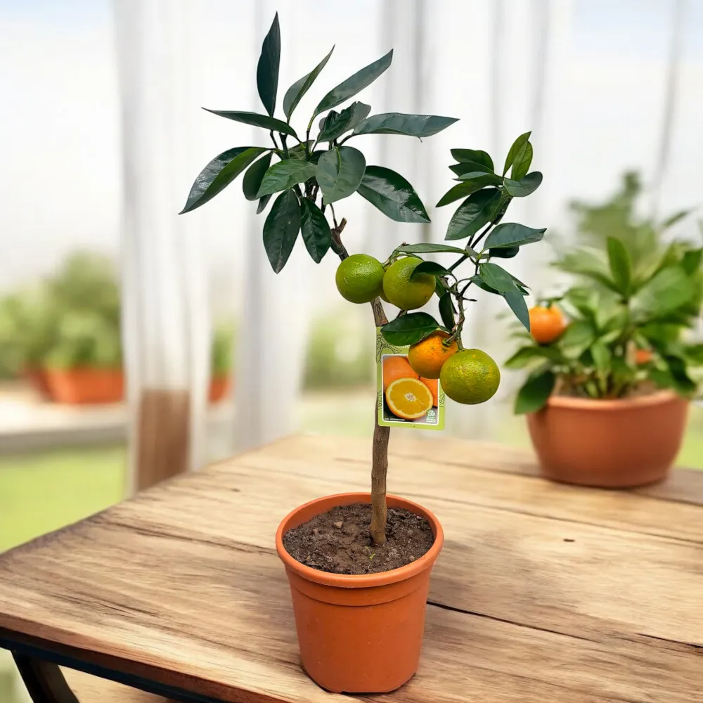 Citrus sinensis 'Arancio' - Portocal ghiveci