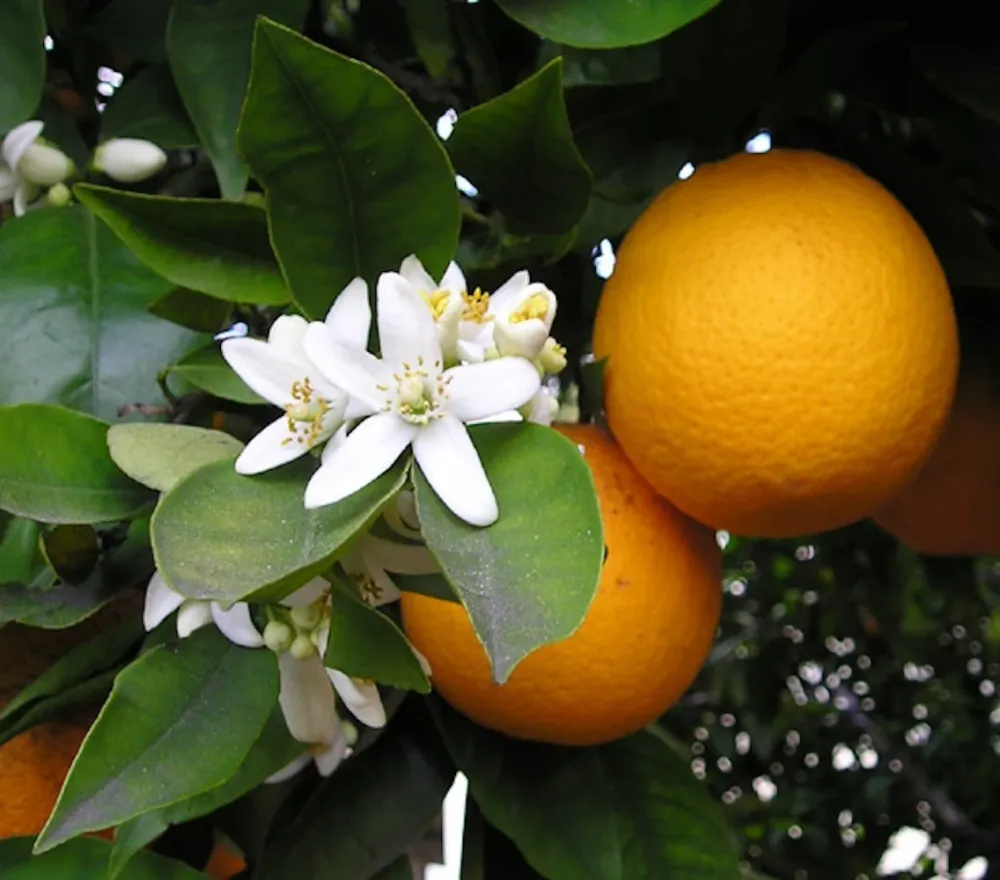 Citrus sinensis 'Arancio' - Portocal ghiveci