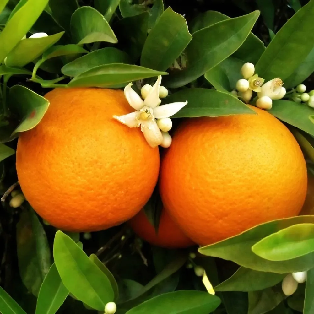 Citrus sinensis ‘Orangin’ (Fructicos orange) - exemplare tinere