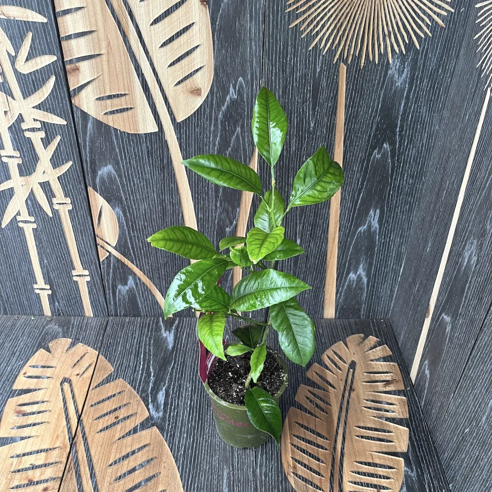 Citrus sinensis ‘Orangin’ (Fructicos orange) - exemplare tinere