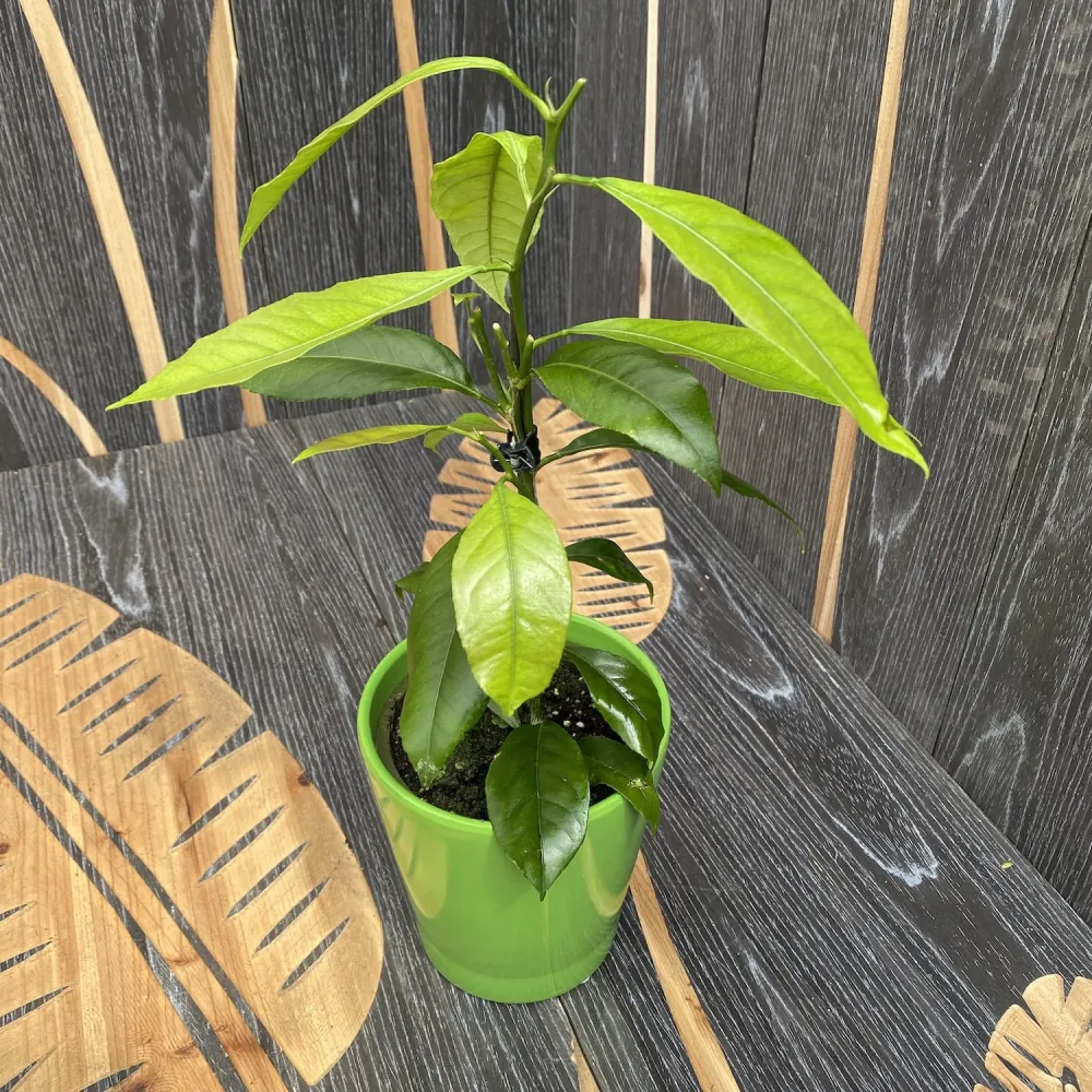 Citrus sinensis ‘Orangin’ (Fructicos orange) - exemplare tinere
