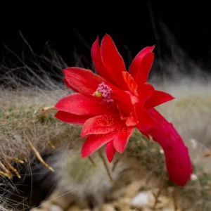 Cleistocactus colademononis (Cactusul coada de maimuta) D5