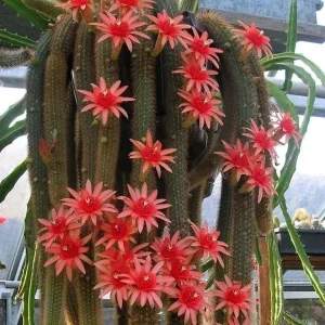Cleistocactus winteri (Hildewintera aureispina - Monkey's Tail Cactus)