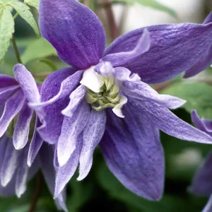Clematis macropetala 'Maidwell Hall'