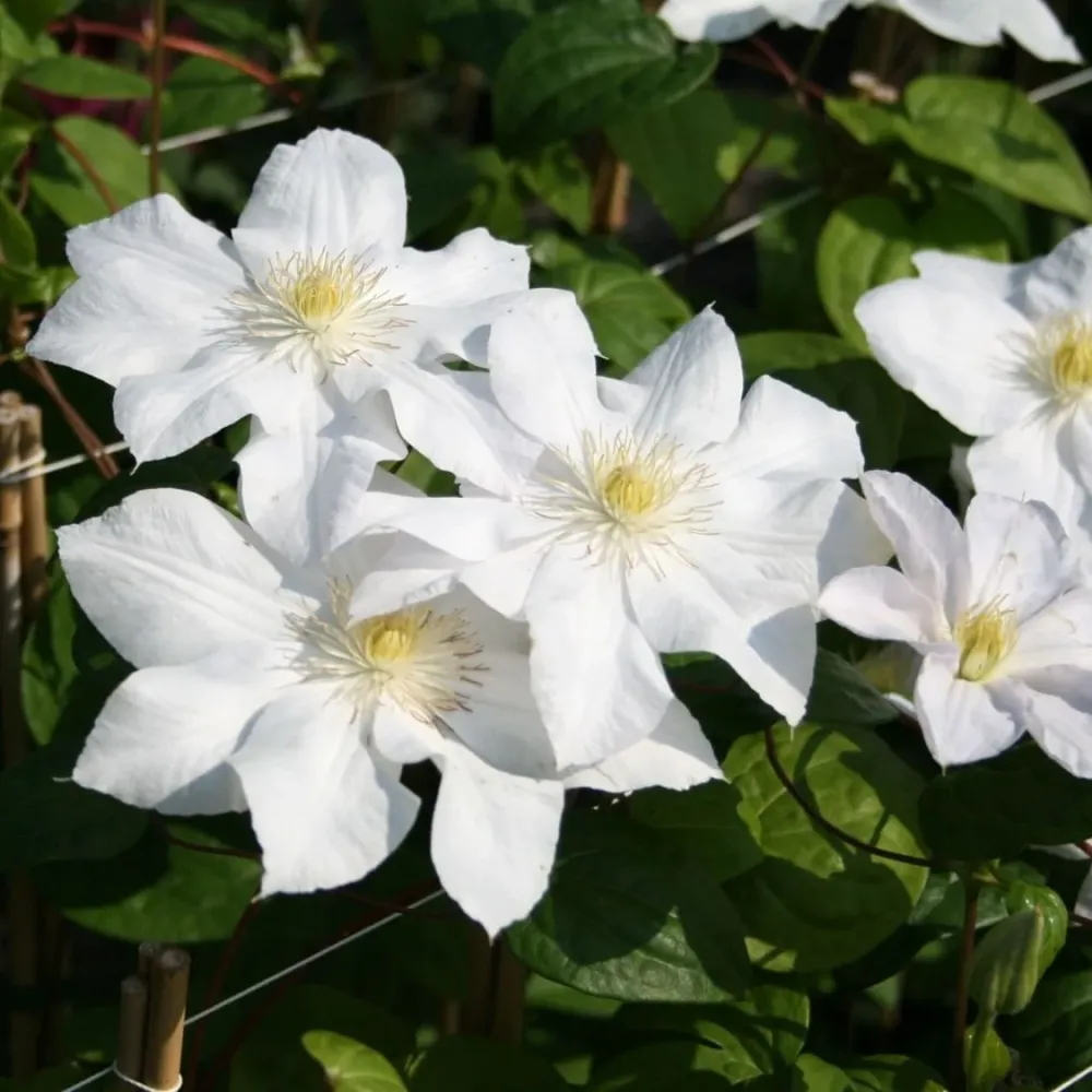 Clematis 'Madame Le Coultre' - clematite cu flori XL (Late Large-flowered Group)
