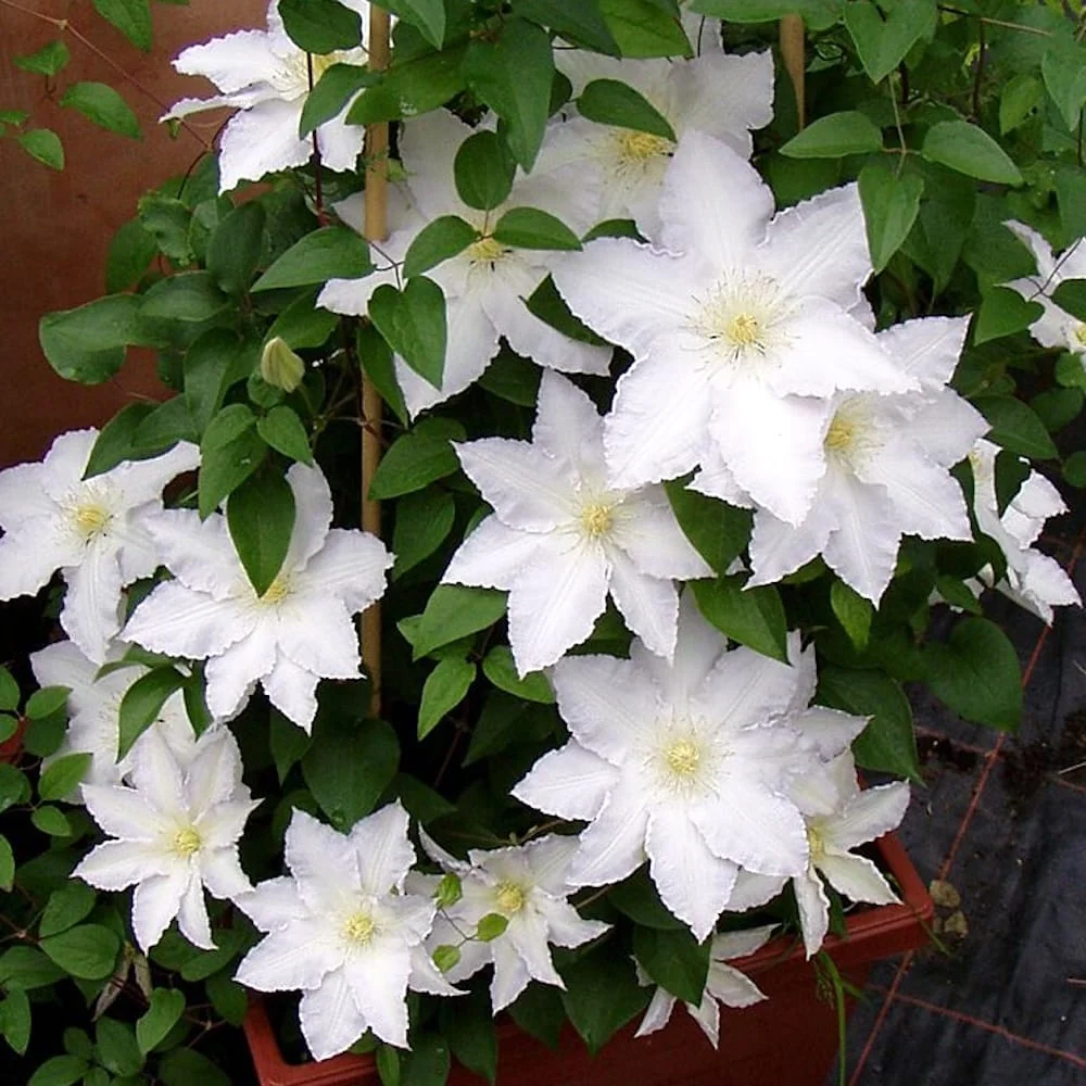 Clematis 'Madame Le Coultre' - clematite cu flori XL (Late Large-flowered Group)